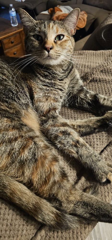 Enlarge Mueschka, a Adoptable mixed breed in Austin, TX image 3/3