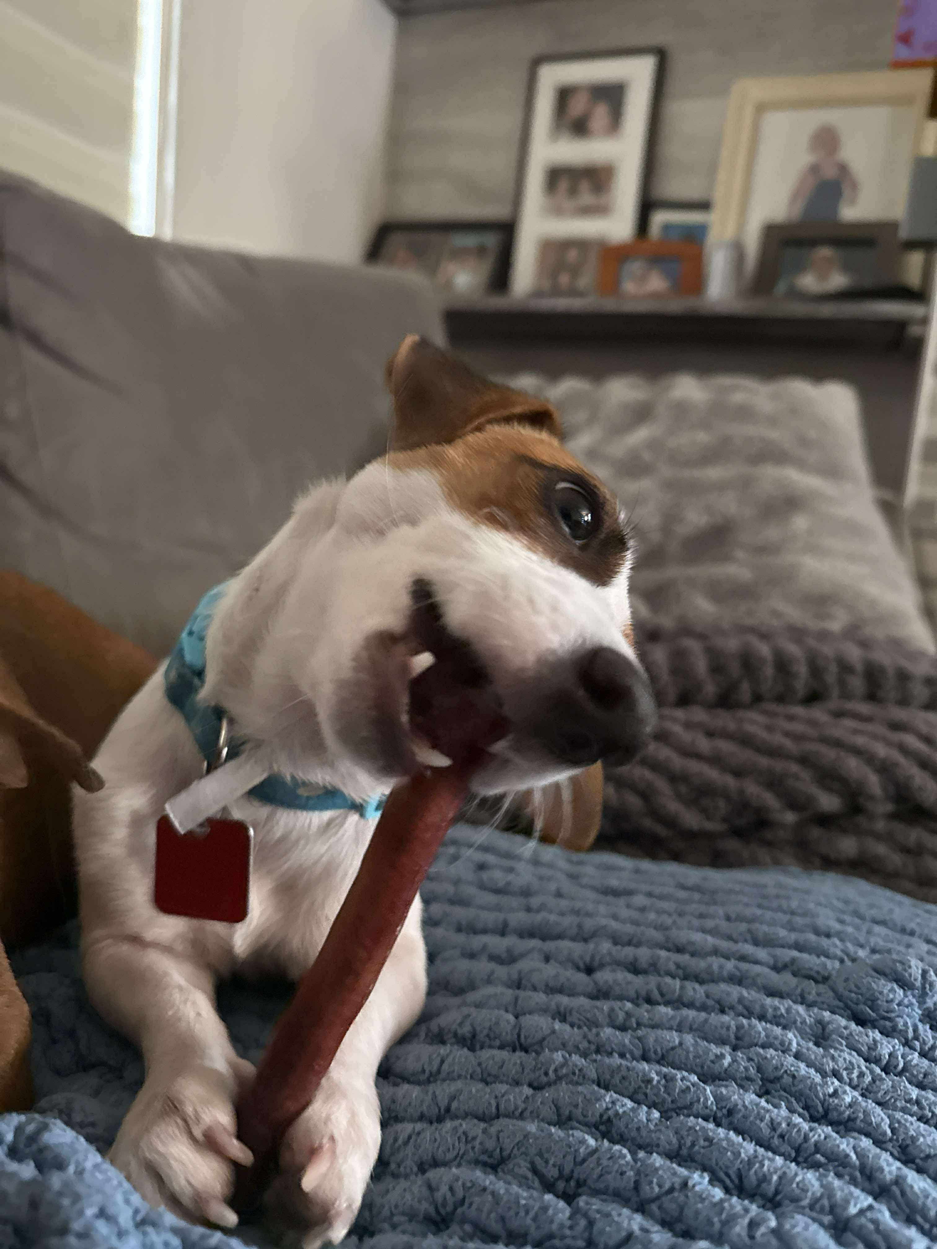 Mini, an adopted Jack Russell Terrier in Toronto, ON image 4/6