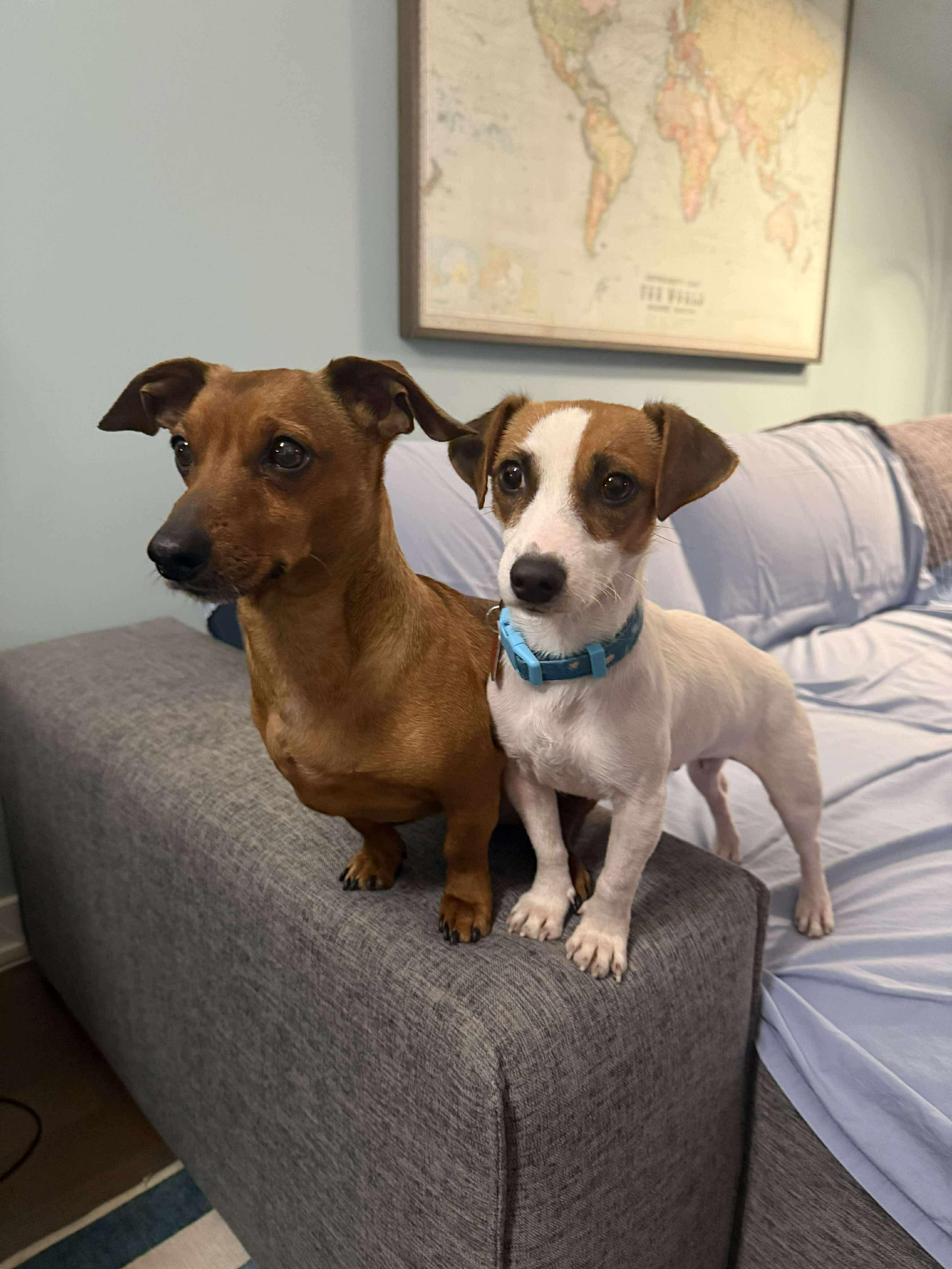 Mini, an adopted Jack Russell Terrier in Toronto, ON image 3/6