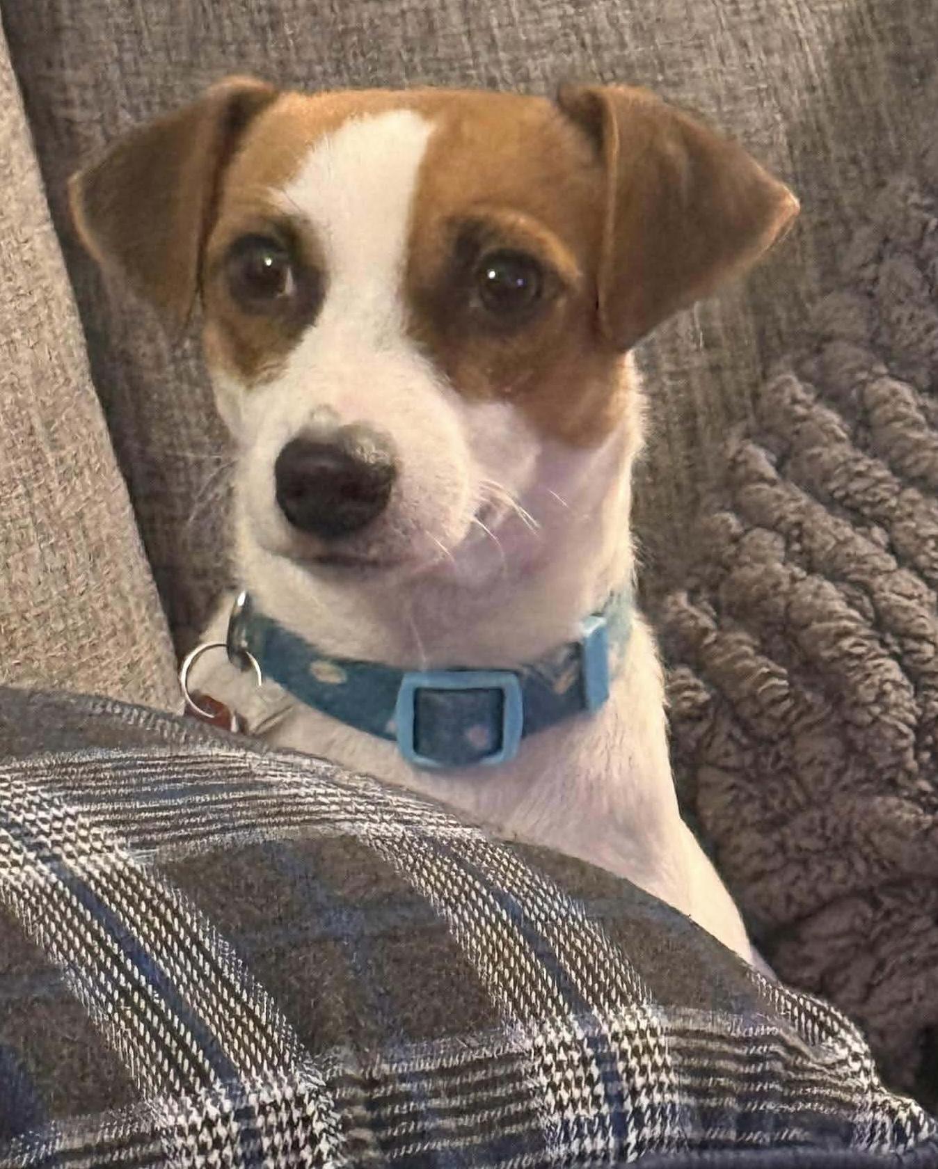 Mini, adopted, Young Female Jack Russell Terrier.