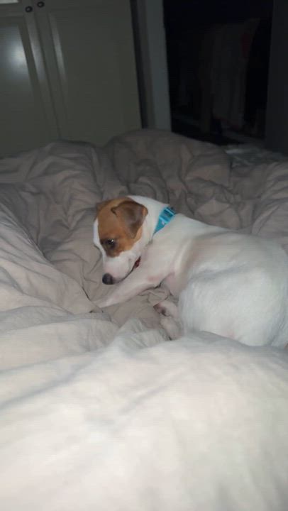 Enlarge Mini, an adopted Jack Russell Terrier in Toronto, ON video 5/6