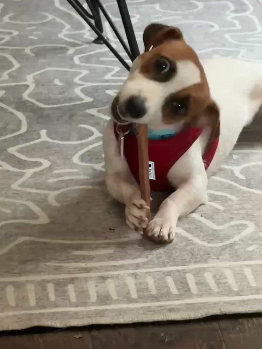 Enlarge Mini, an adopted Jack Russell Terrier in Toronto, ON video 6/6