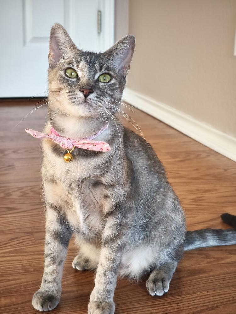 Cattia, Adoptable, Young Female Domestic Short Hair.