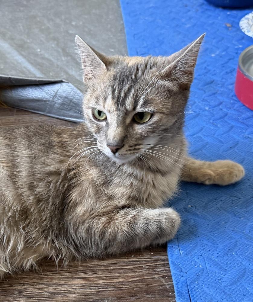 Cattia, Adoptable, Young Female Domestic Short Hair.