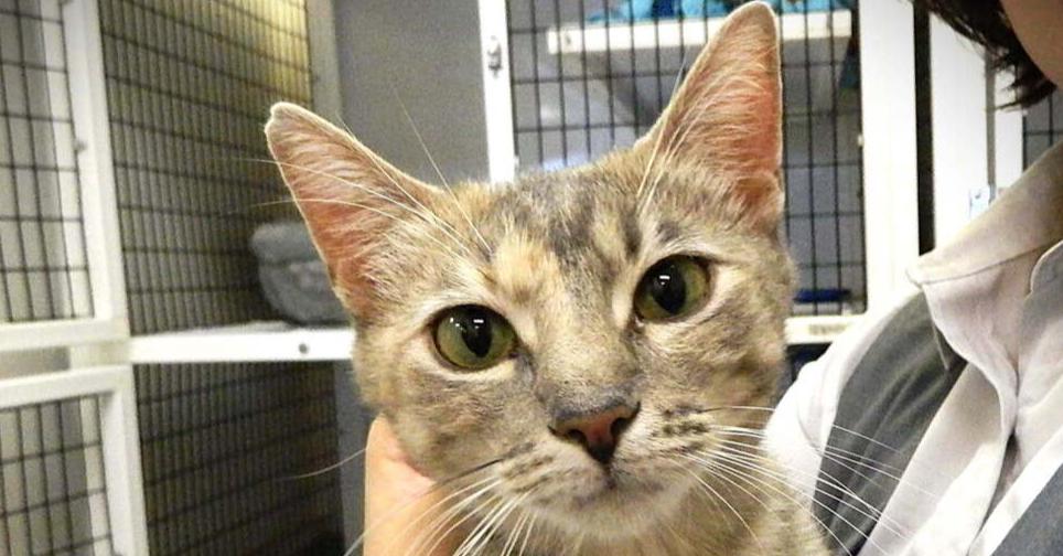 Enlarge Cattia, a Adoptable mixed breed in Richardson, TX image 2/5