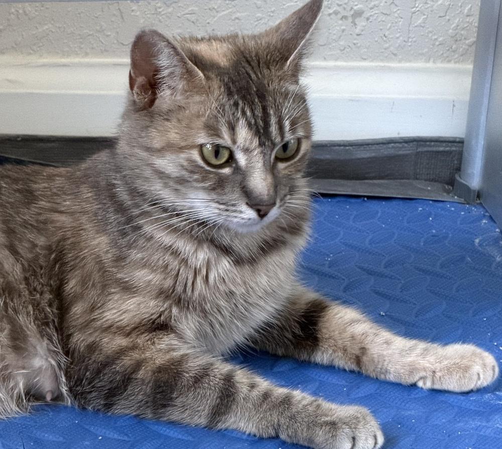 Cattia, a Adoptable mixed breed in Richardson, TX image 2/5
