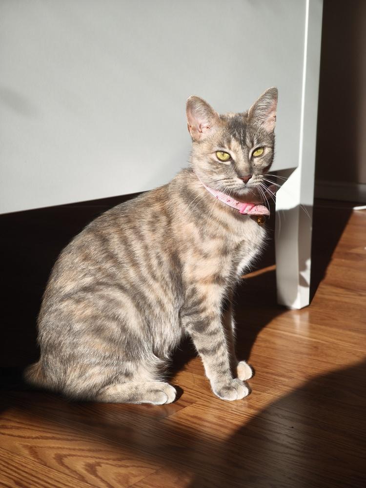 Enlarge Cattia, a Adoptable mixed breed in Richardson, TX image 4/5