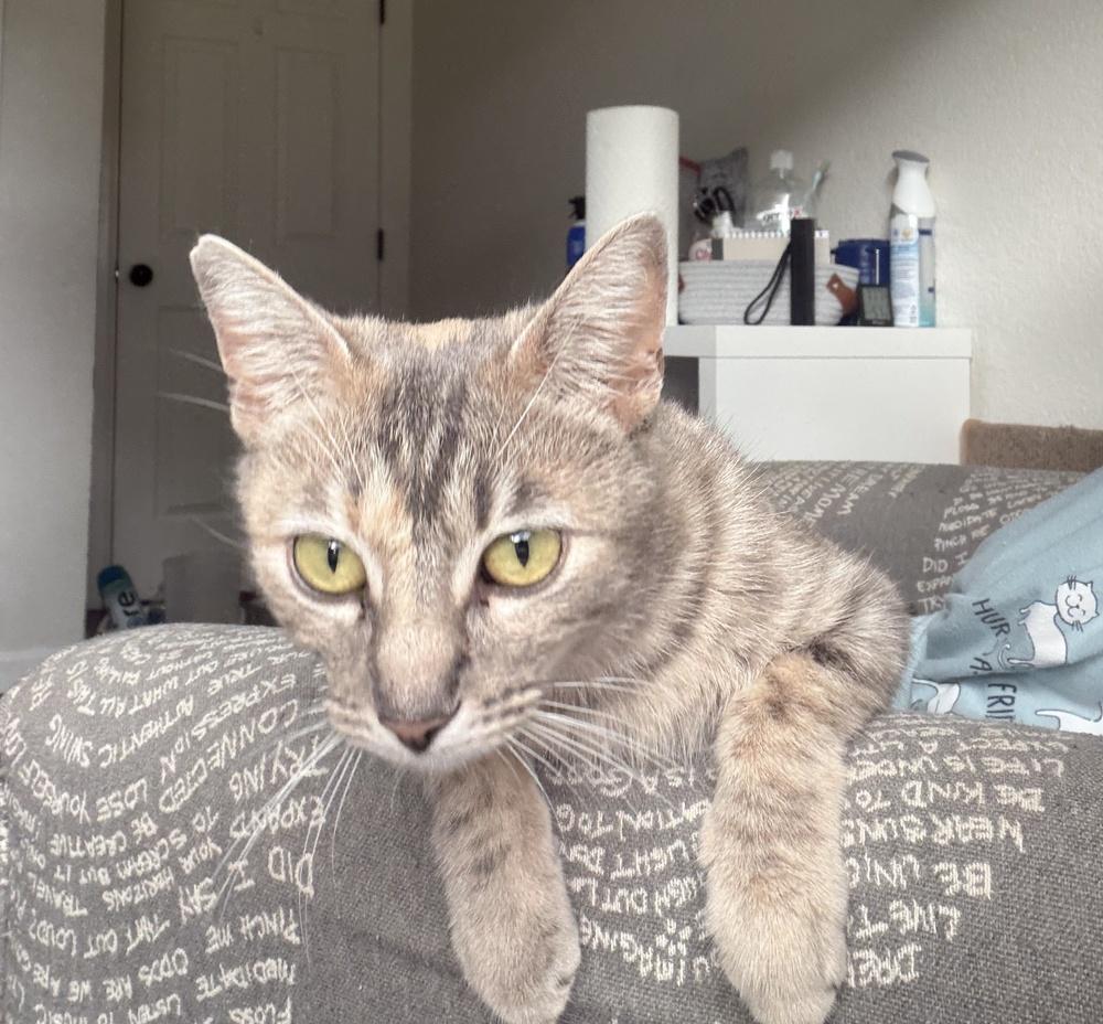 Cattia, a Adoptable mixed breed in Richardson, TX image 4/5