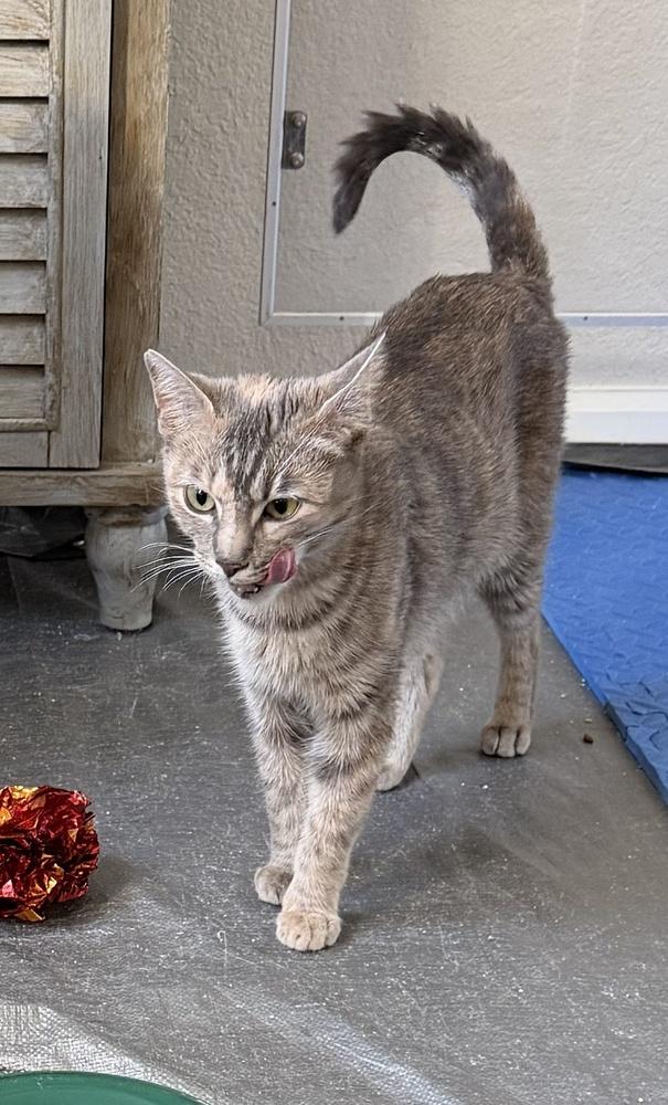 Cattia, a Adoptable mixed breed in Richardson, TX image 5/5