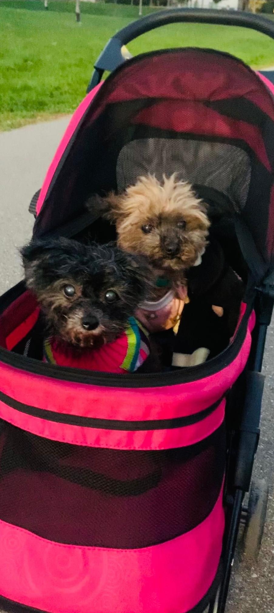 Tiara, adopted, Adult Female Yorkie Poo.