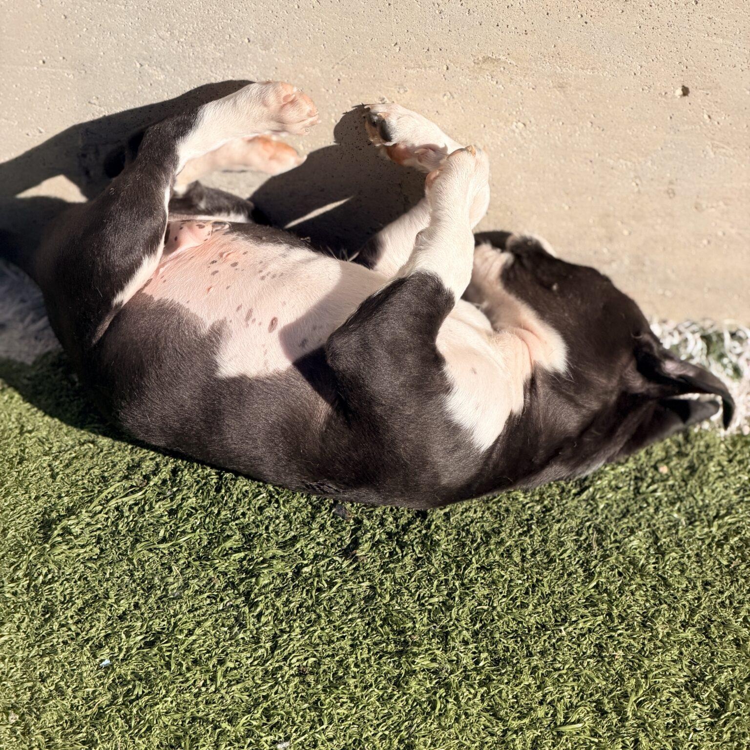 Skittles, a Adoptable mixed breed in Mead, CO image 1/5