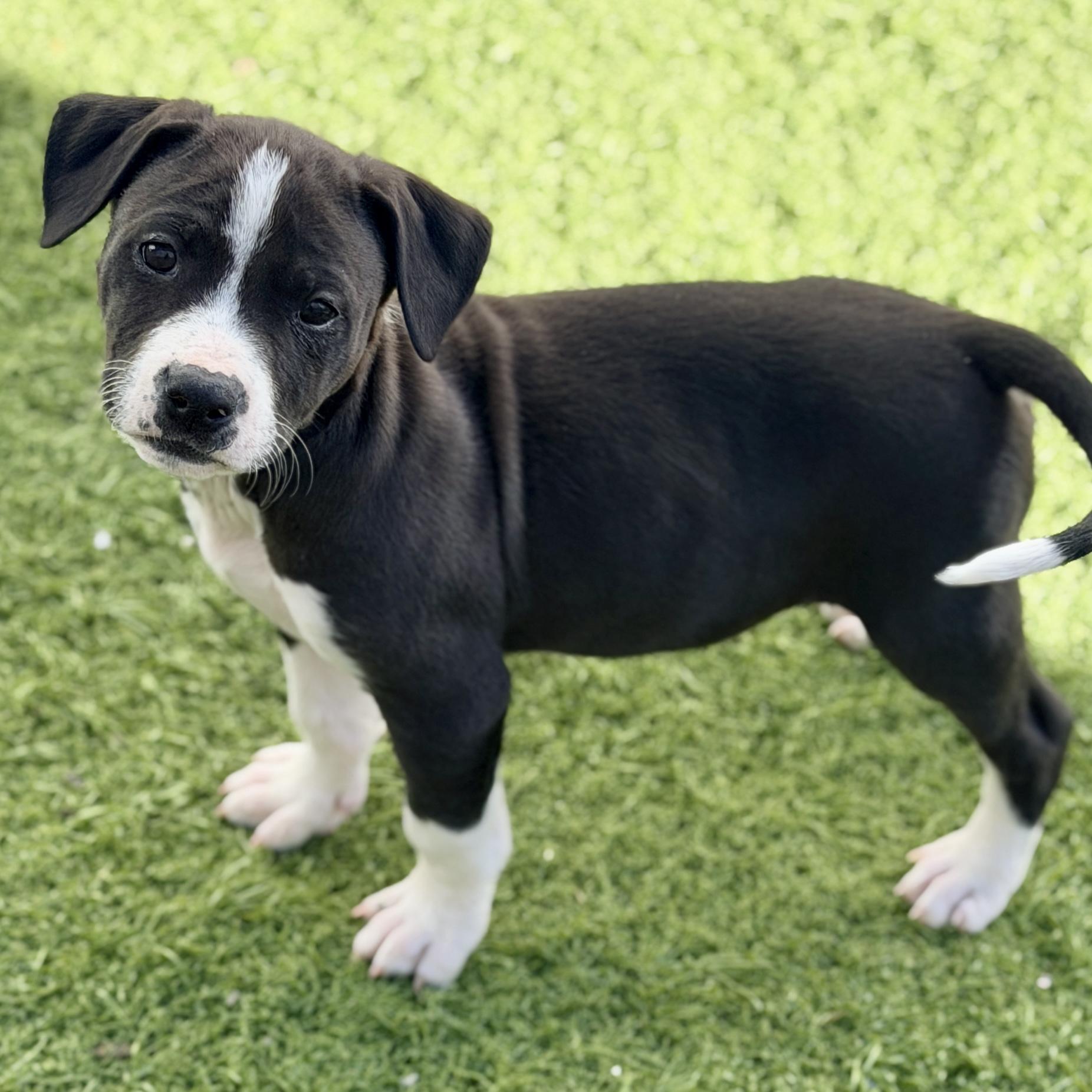 Skittles, a Adoptable mixed breed in Mead, CO image 2/5