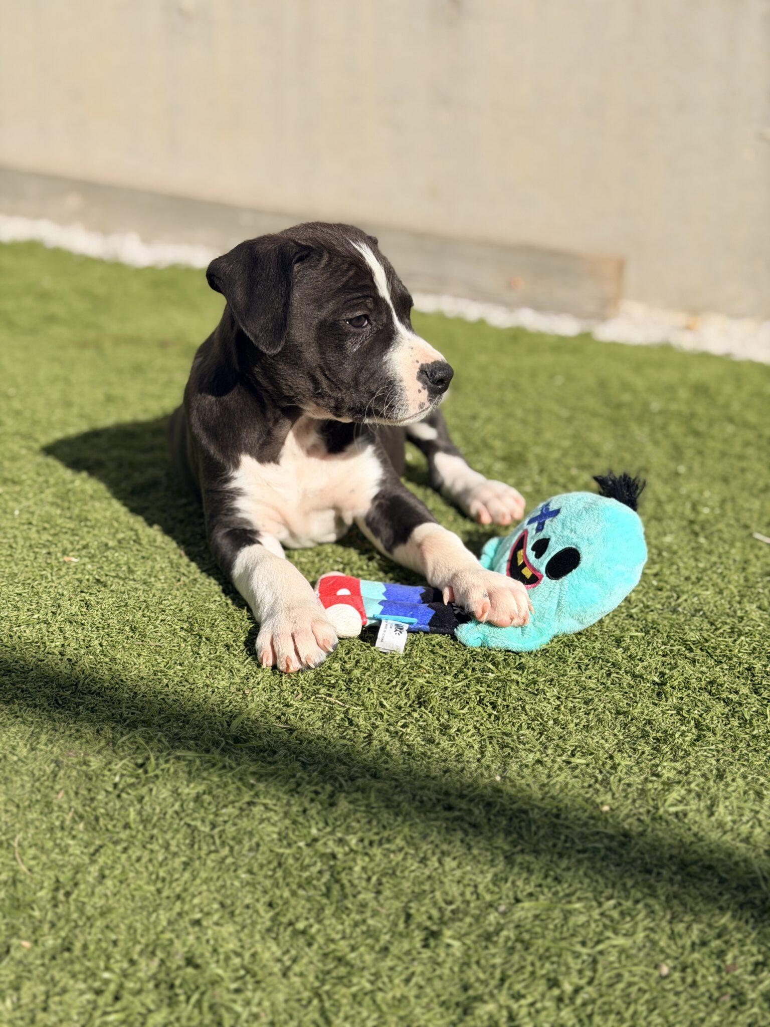 Skittles, a Adoptable mixed breed in Mead, CO image 3/5