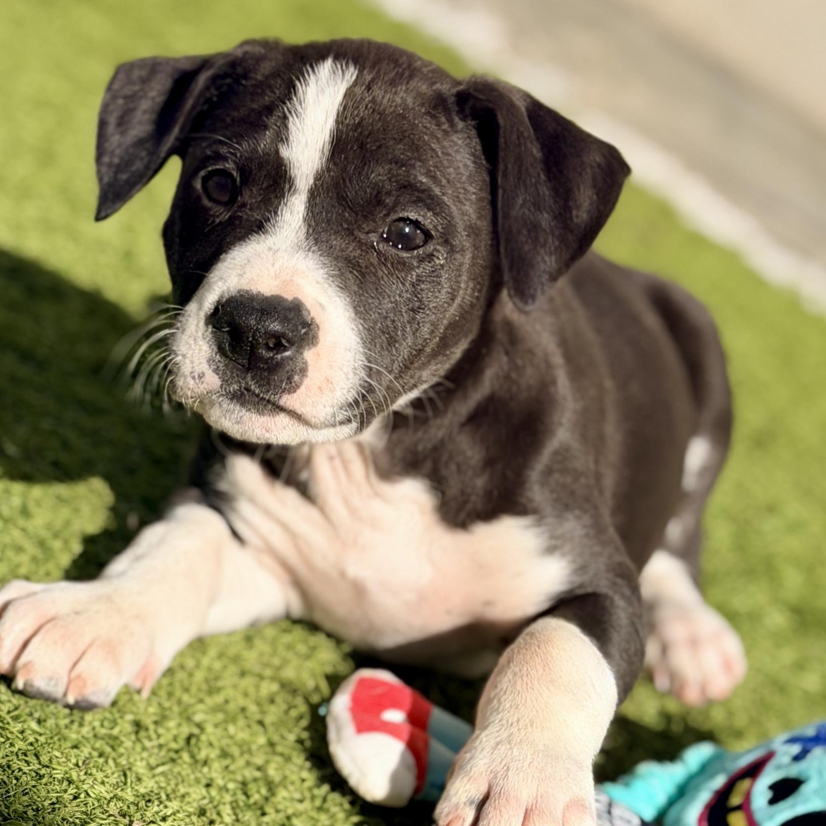 Skittles, a Adoptable mixed breed in Mead, CO image 4/5