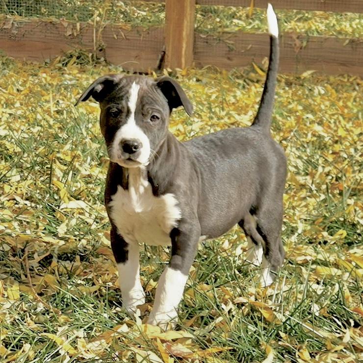 Skittles, a Adoptable mixed breed in Mead, CO image 5/5