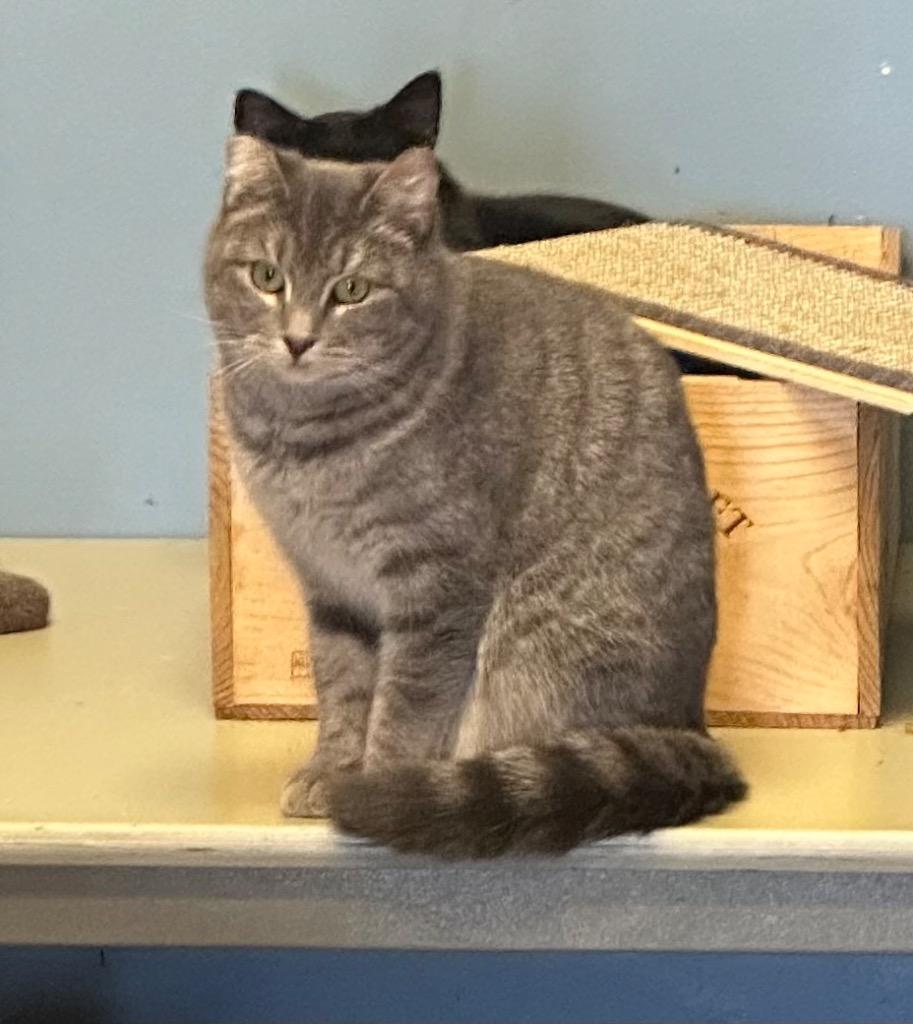 DeeDee, Adoptable, Adult Female Domestic Short Hair.