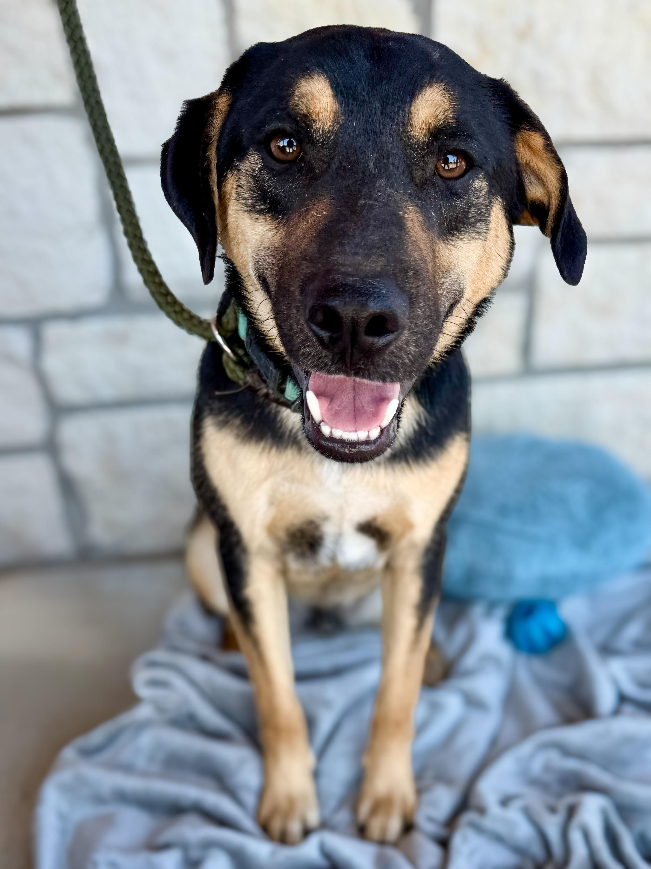 Liles, Adoptable, Young Female Labrador Retriever & Mixed Breed.