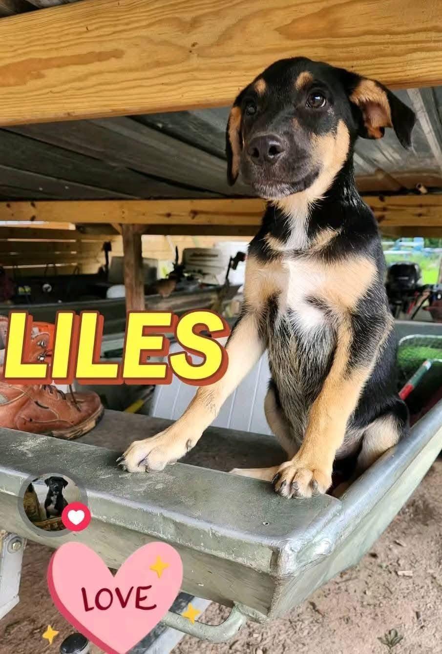 Enlarge Liles, a Adoptable mixed breed in Livingston, TX image 1/1