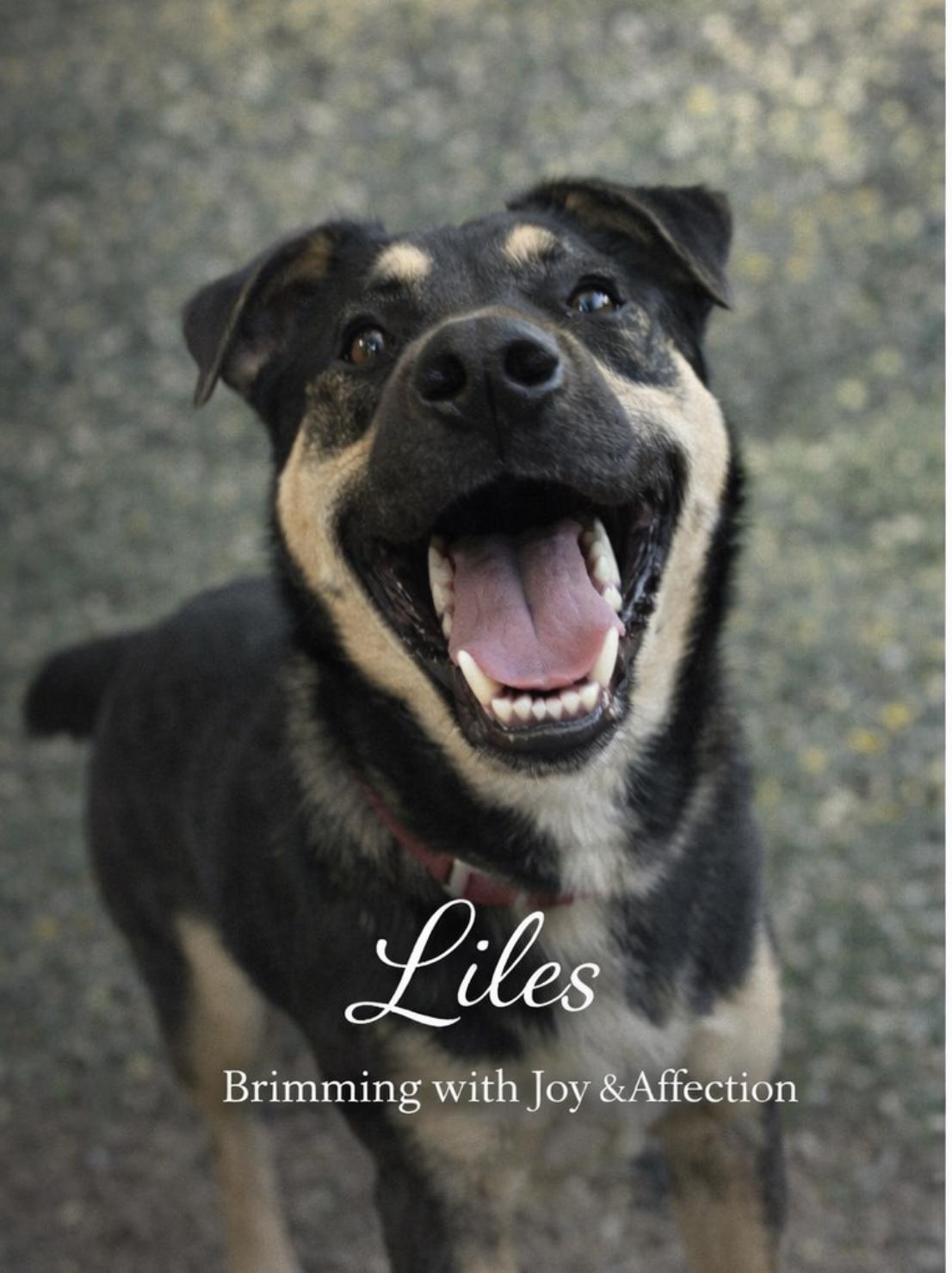 Enlarge Liles, a Adoptable mixed breed in Livingston, TX image 1/3