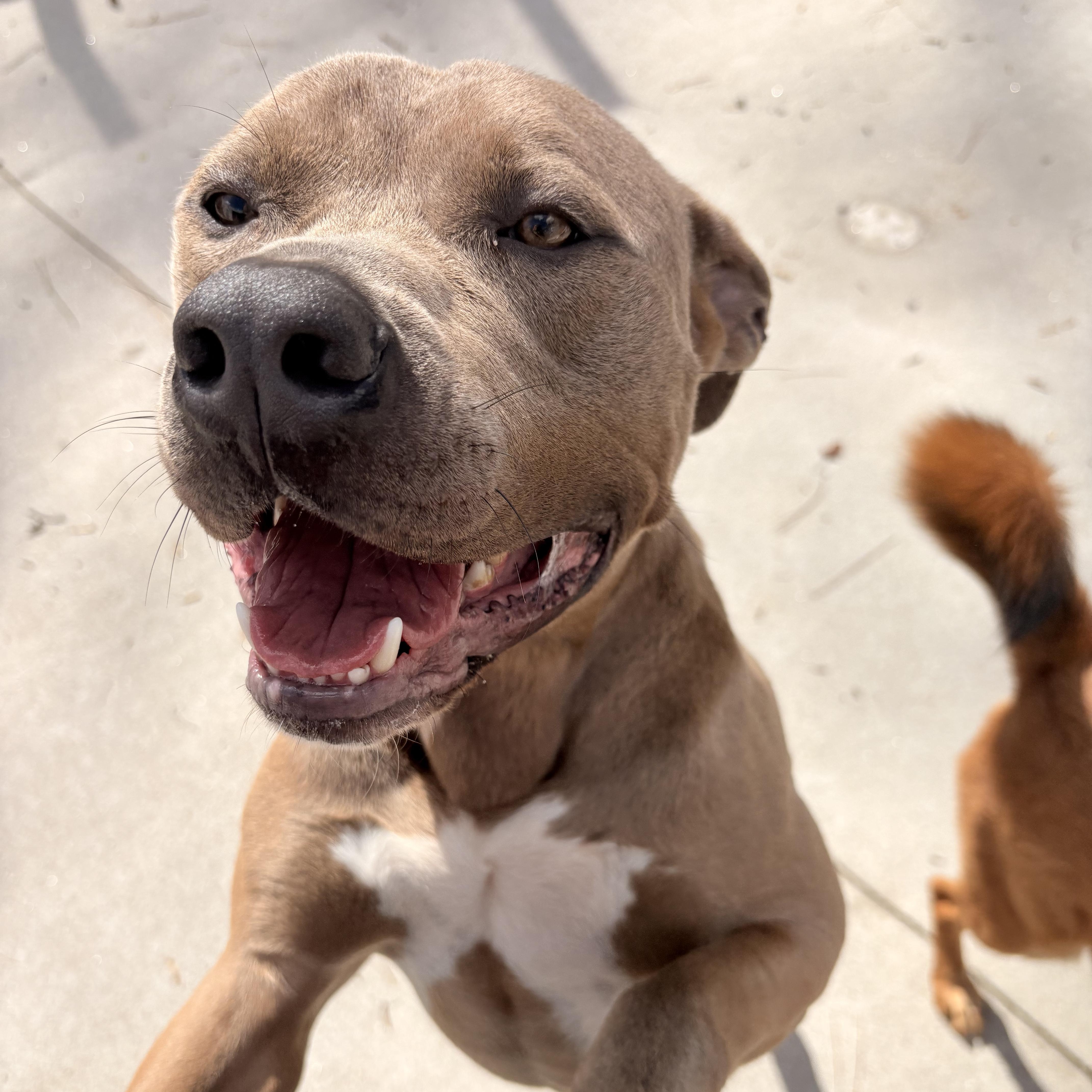 Bing, Adoptable, Adult Male Staffordshire Bull Terrier.