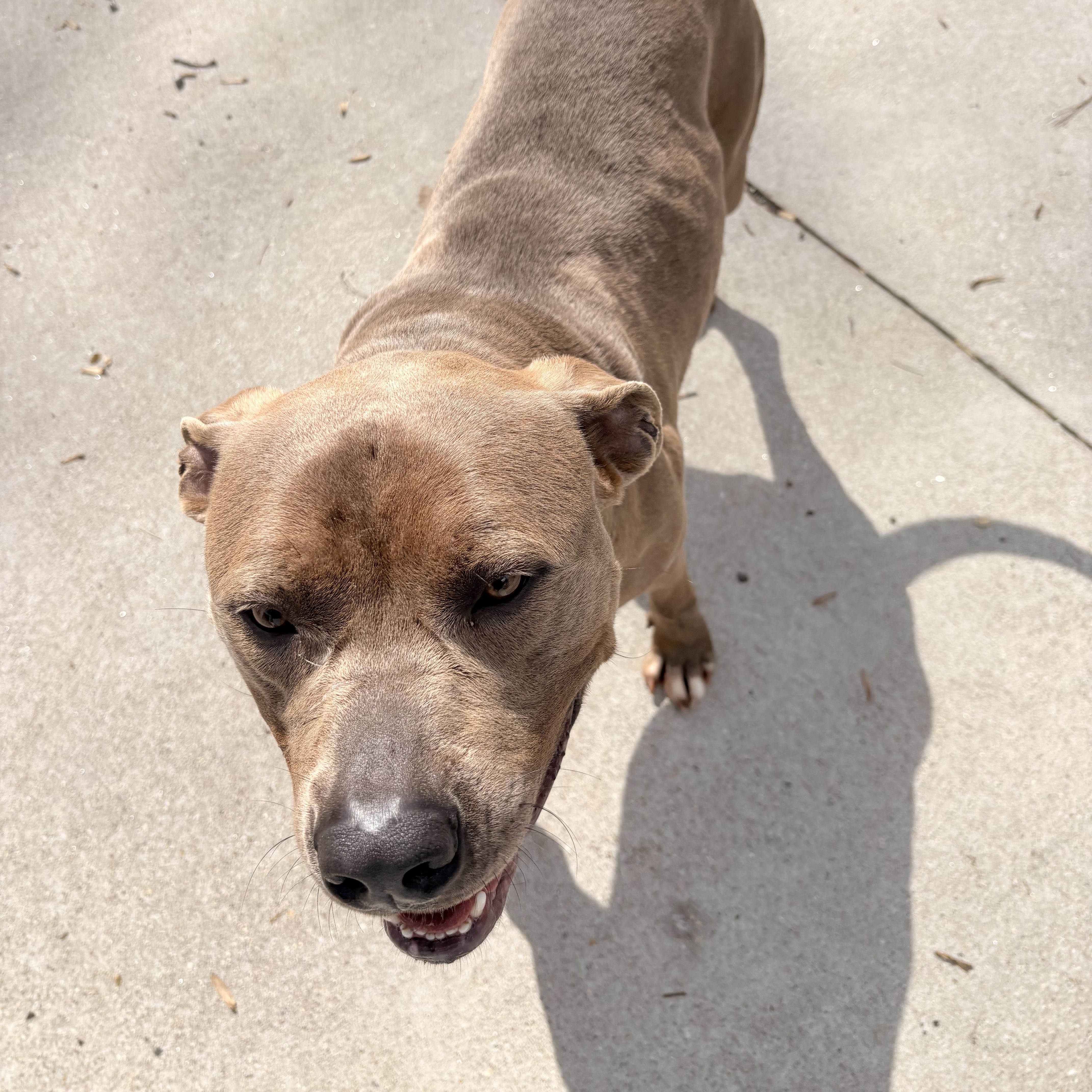 Enlarge Bing, a Adoptable mixed breed in Smyrna, GA image 2/4