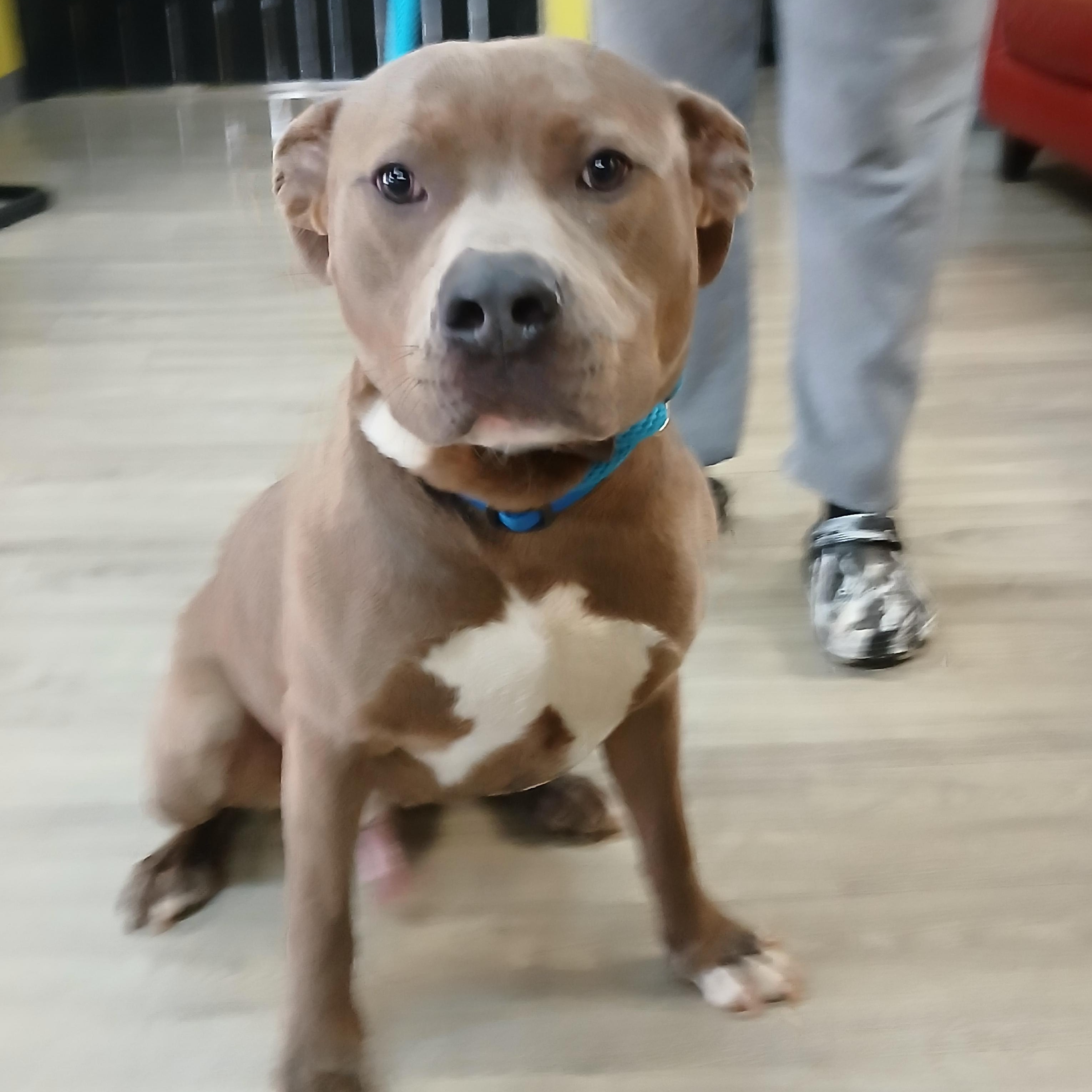 Bing, a Adoptable mixed breed in Smyrna, GA image 2/2