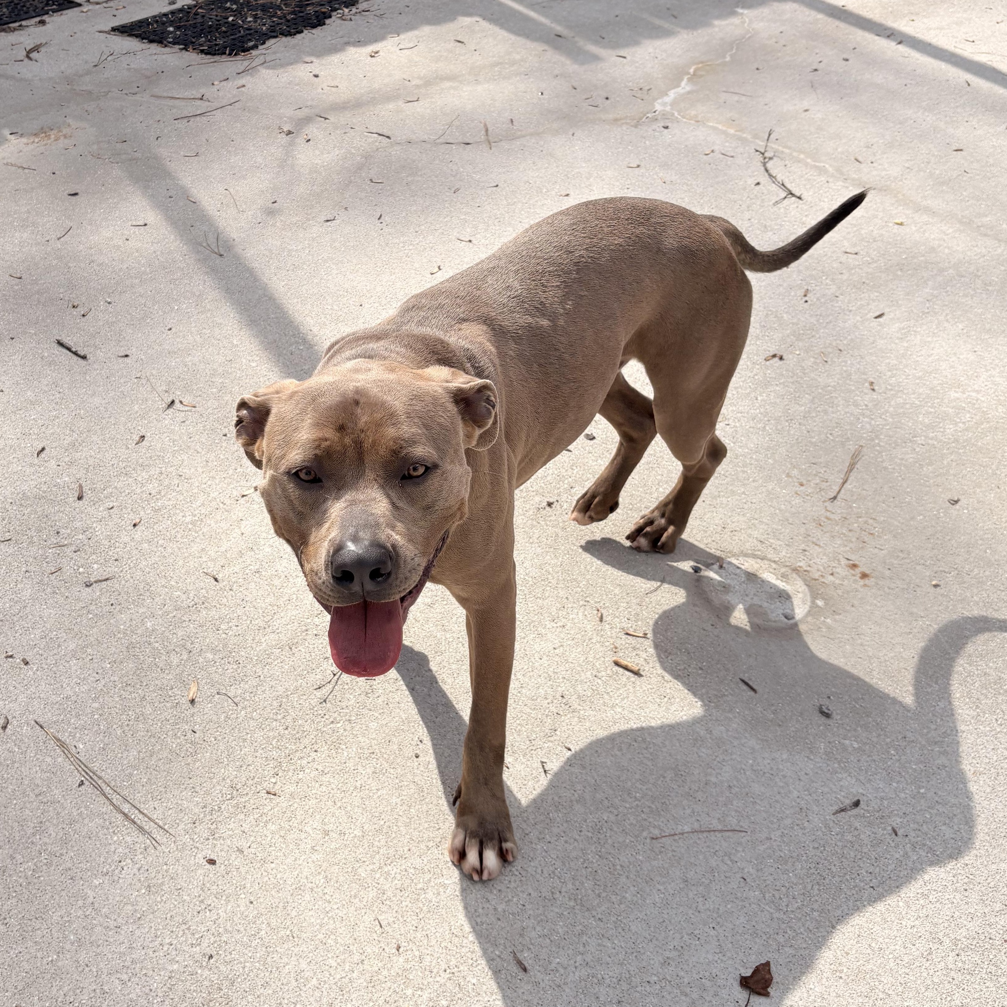 Enlarge Bing, a Adoptable mixed breed in Smyrna, GA image 4/4