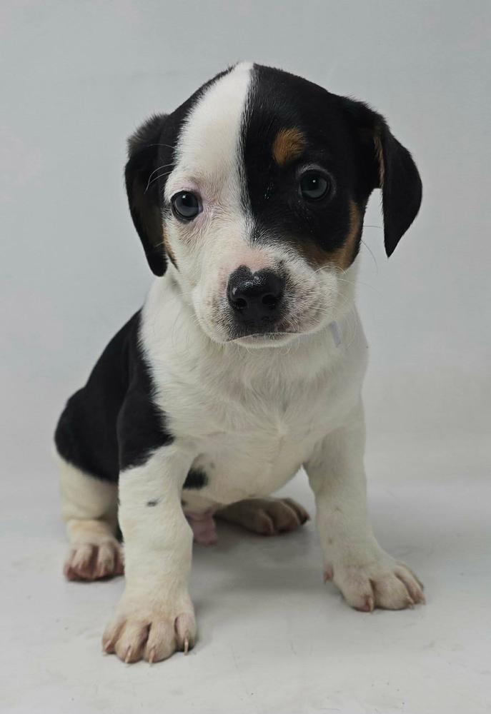 Enlarge Harper, a Adoptable mixed breed in Manhattan, NY image 1/2