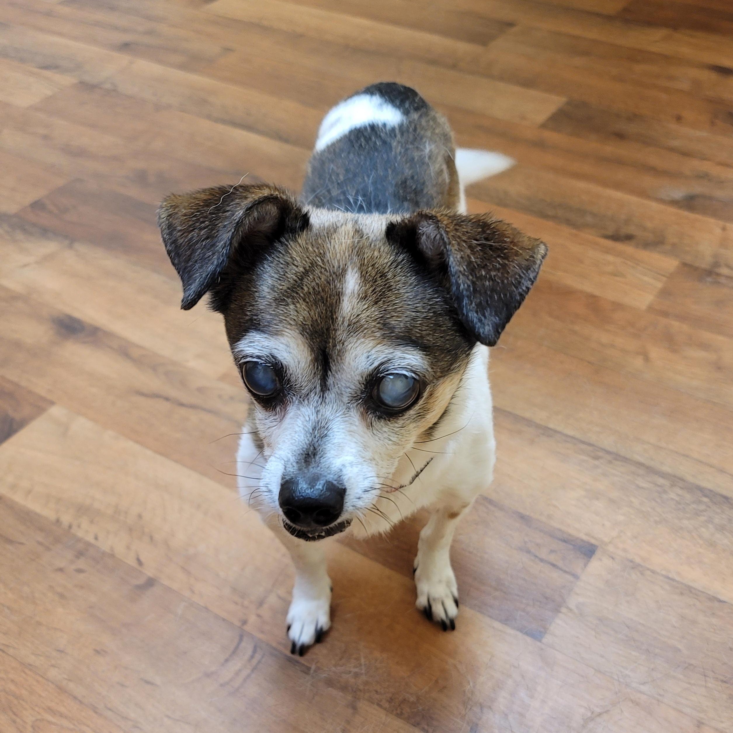 Enlarge Carl, a Adoptable mixed breed in Midlothian, VA image 2/4