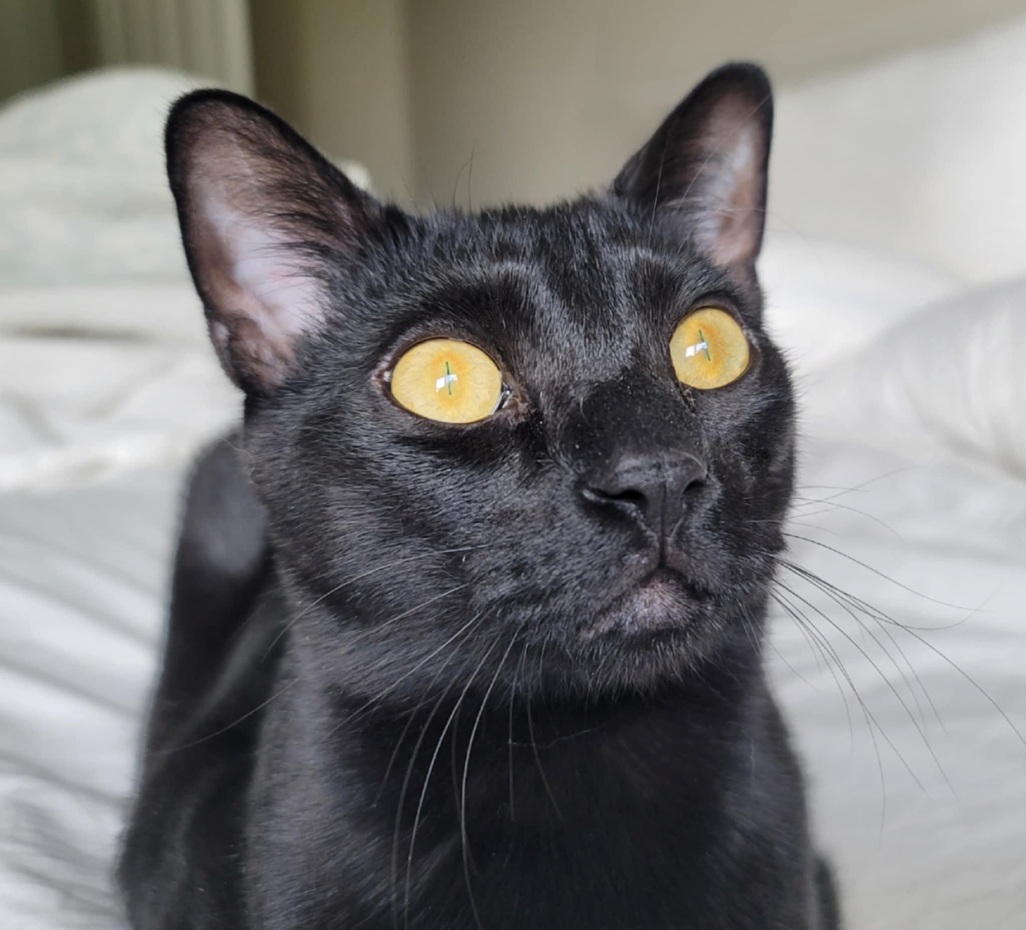 Benny, Young Male Domestic Short Hair