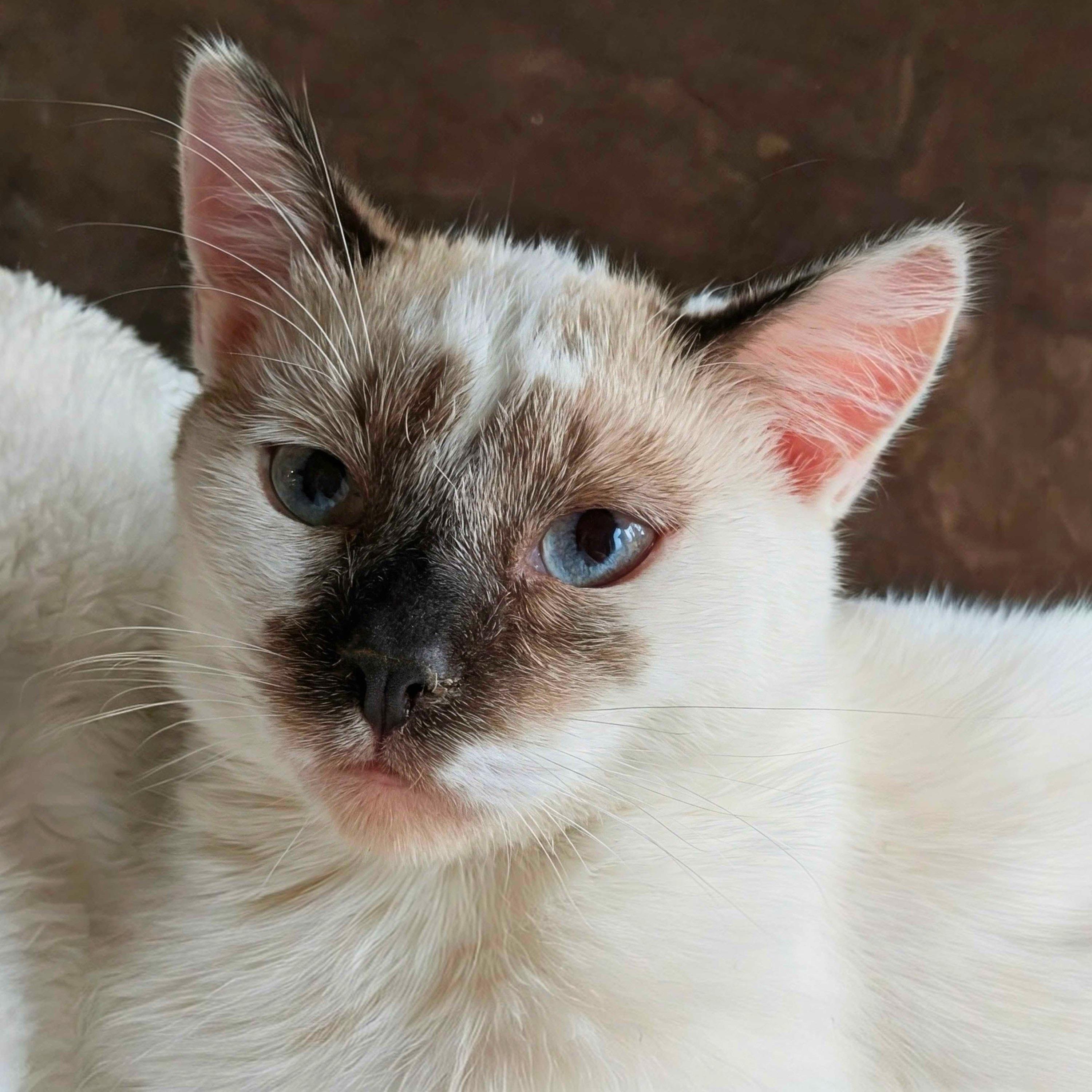 Enlarge Mirabelle (bonded with Miel), a Adoptable Domestic Short Hair in Wilsonville, OR image 1/6