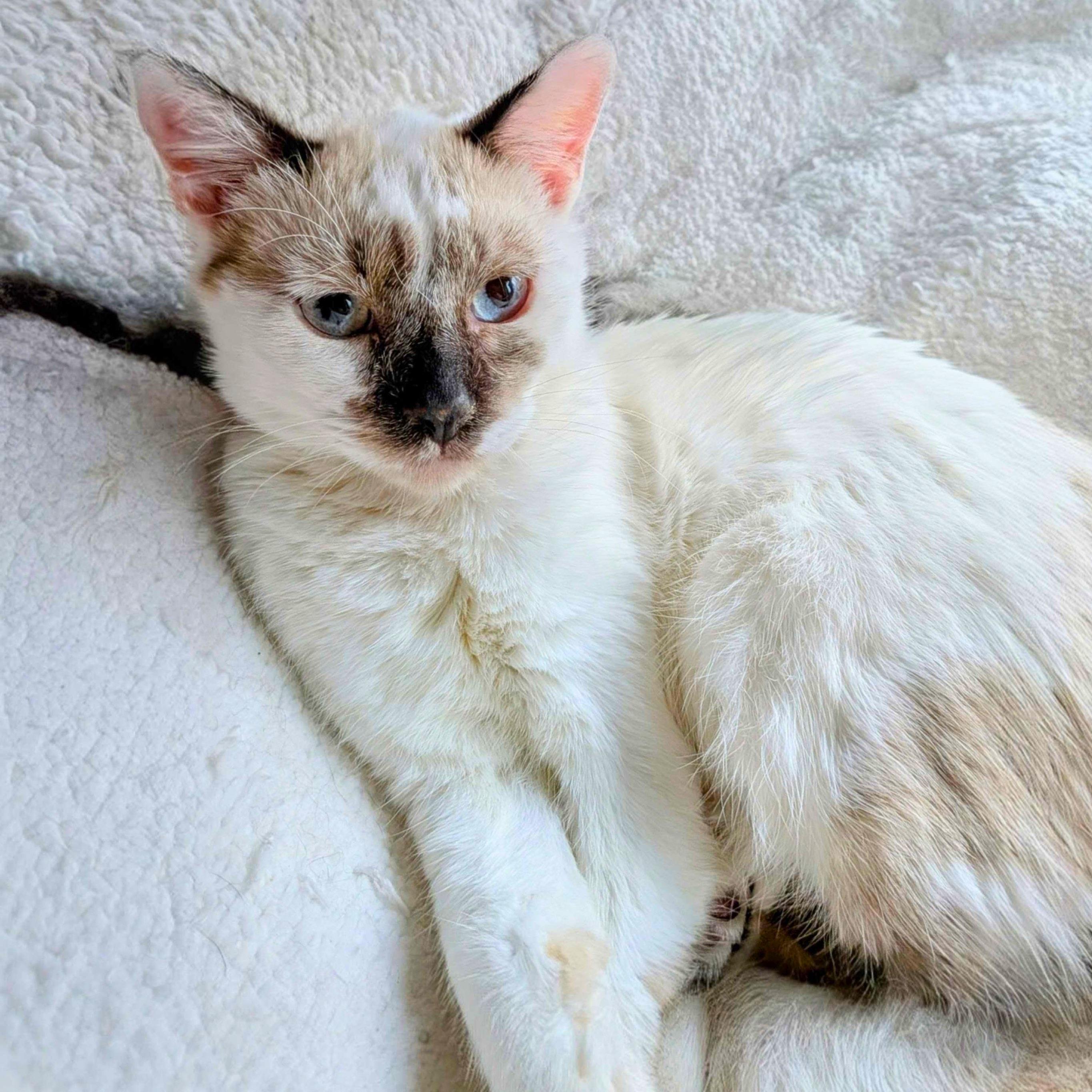 Enlarge Mirabelle (bonded with Miel), a Adoptable Domestic Short Hair in Wilsonville, OR image 2/6