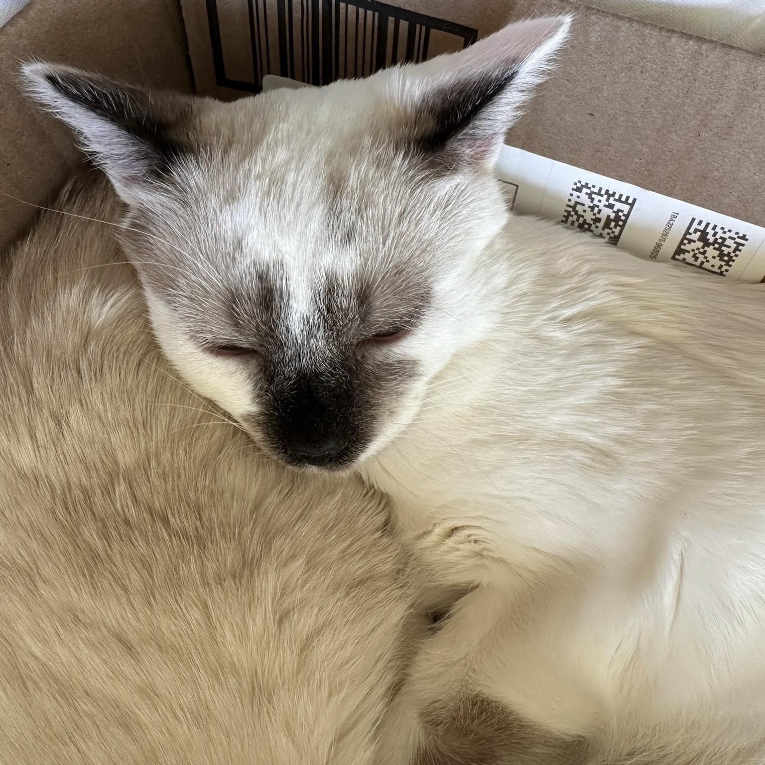 Enlarge Mirabelle (bonded with Miel), a Adoptable Domestic Short Hair in Wilsonville, OR image 3/6