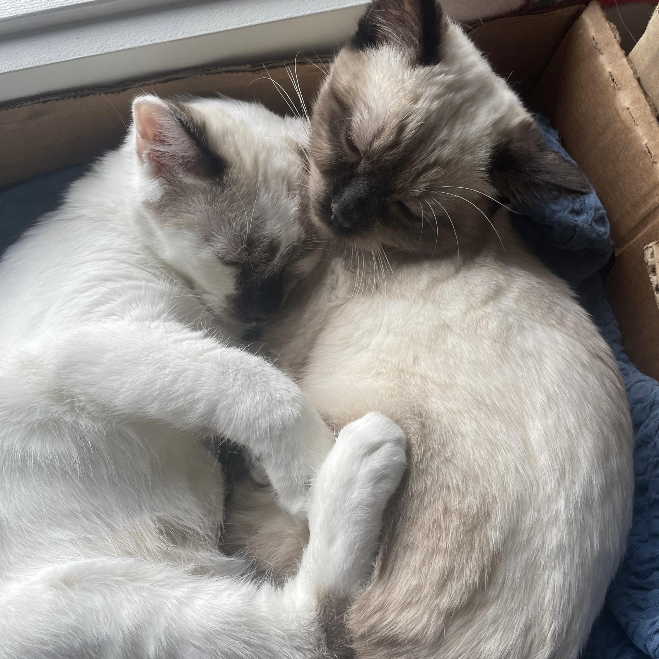 Enlarge Mirabelle (bonded with Miel), a Adoptable Domestic Short Hair in Wilsonville, OR image 4/6