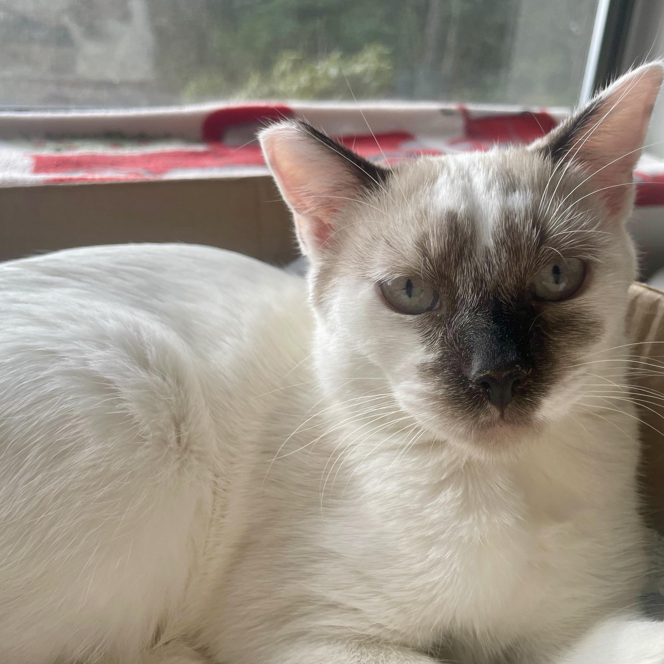 Enlarge Mirabelle (bonded with Miel), a Adoptable Domestic Short Hair in Wilsonville, OR image 5/6