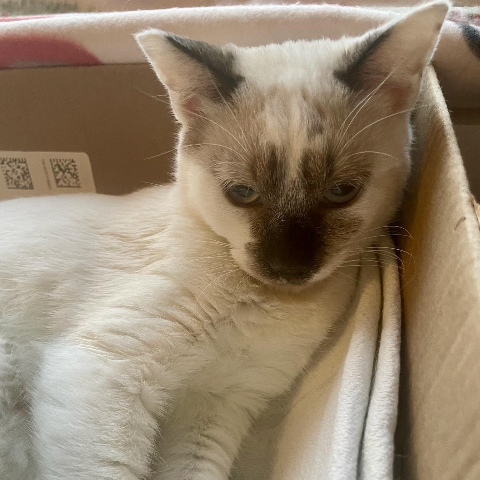 Enlarge Mirabelle (bonded with Miel), a Adoptable Domestic Short Hair in Wilsonville, OR image 6/6