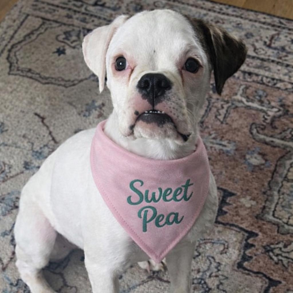 Enlarge Sweet Pea, a ADOPTABLE Boxer in Buffalo, NY image 2/6