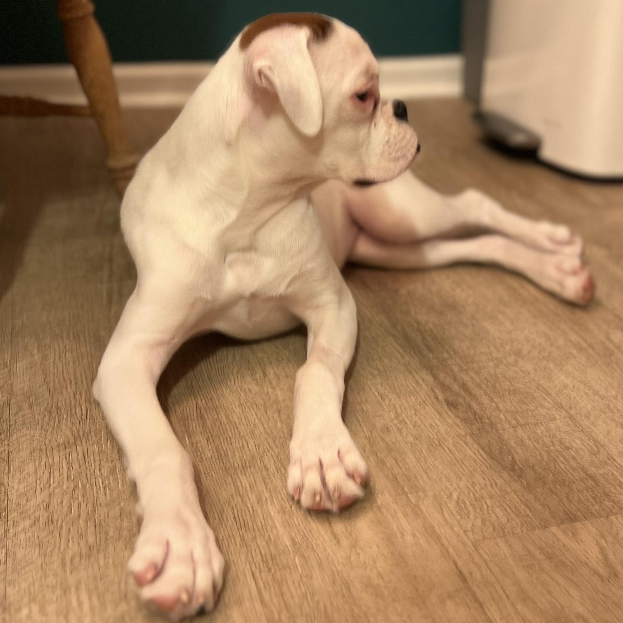 Enlarge Sweet Pea, a ADOPTABLE Boxer in Buffalo, NY image 3/6