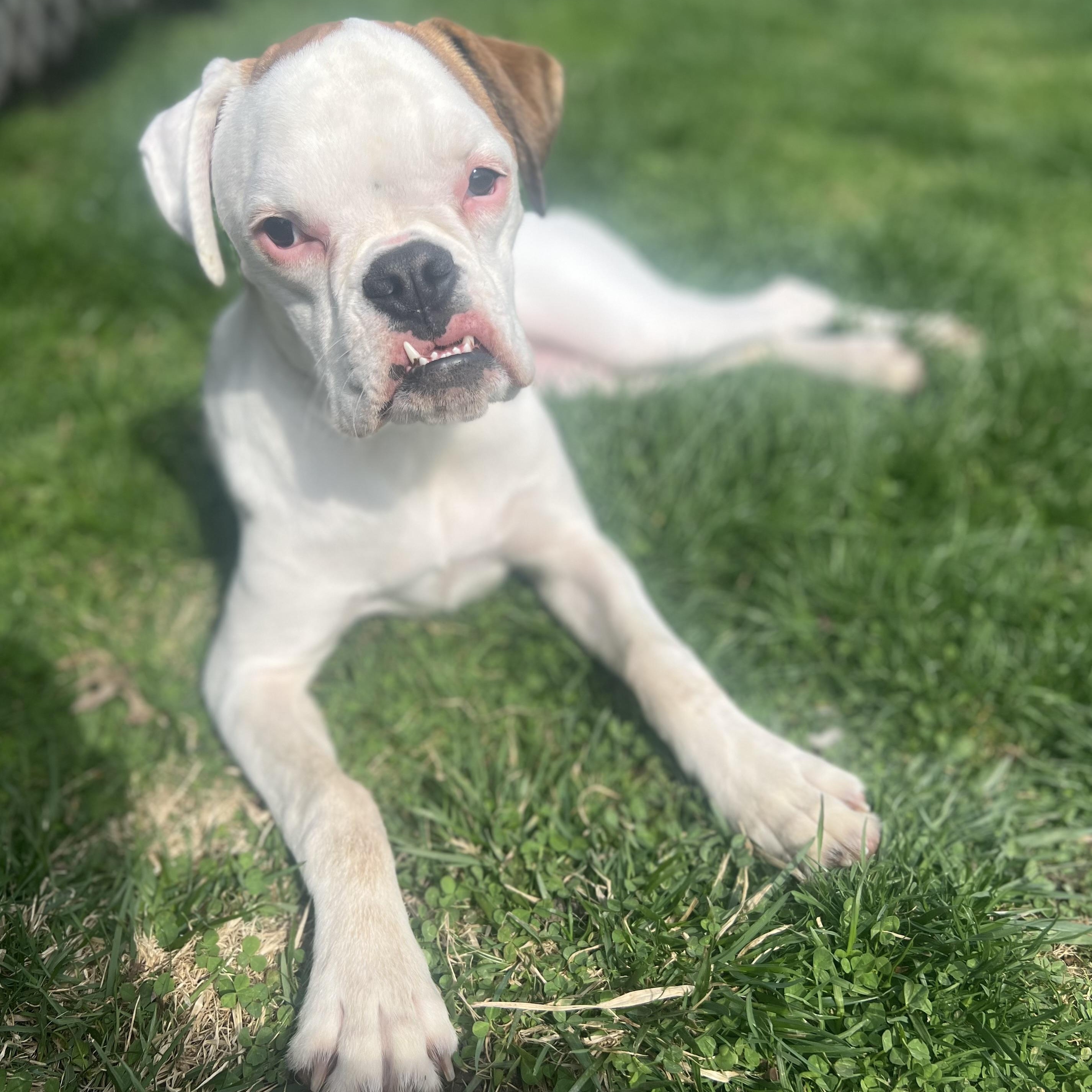 Sweet Pea, a ADOPTABLE Boxer in Buffalo, NY image 6/6