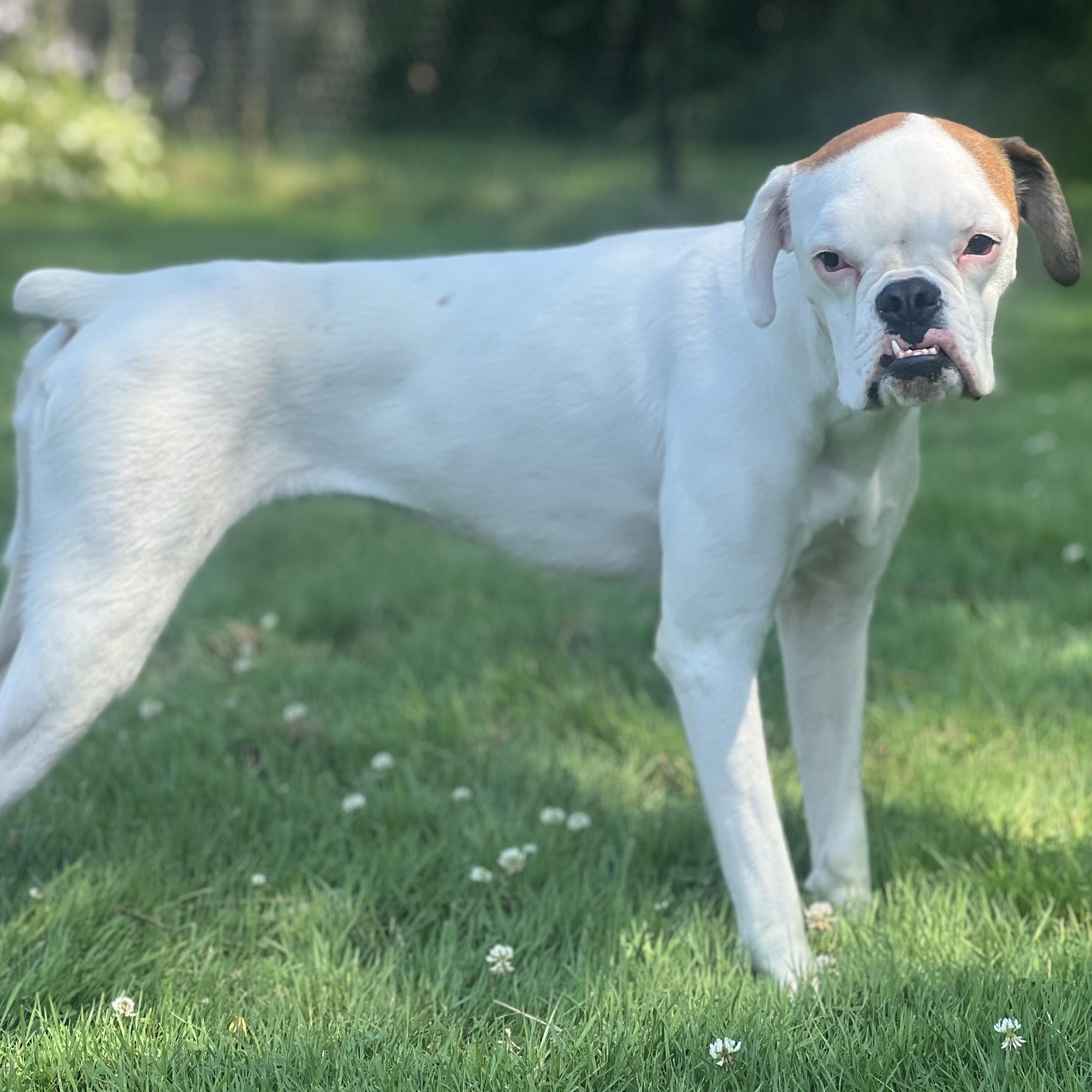Sweet Pea, ADOPTABLE, Puppy Female Boxer.