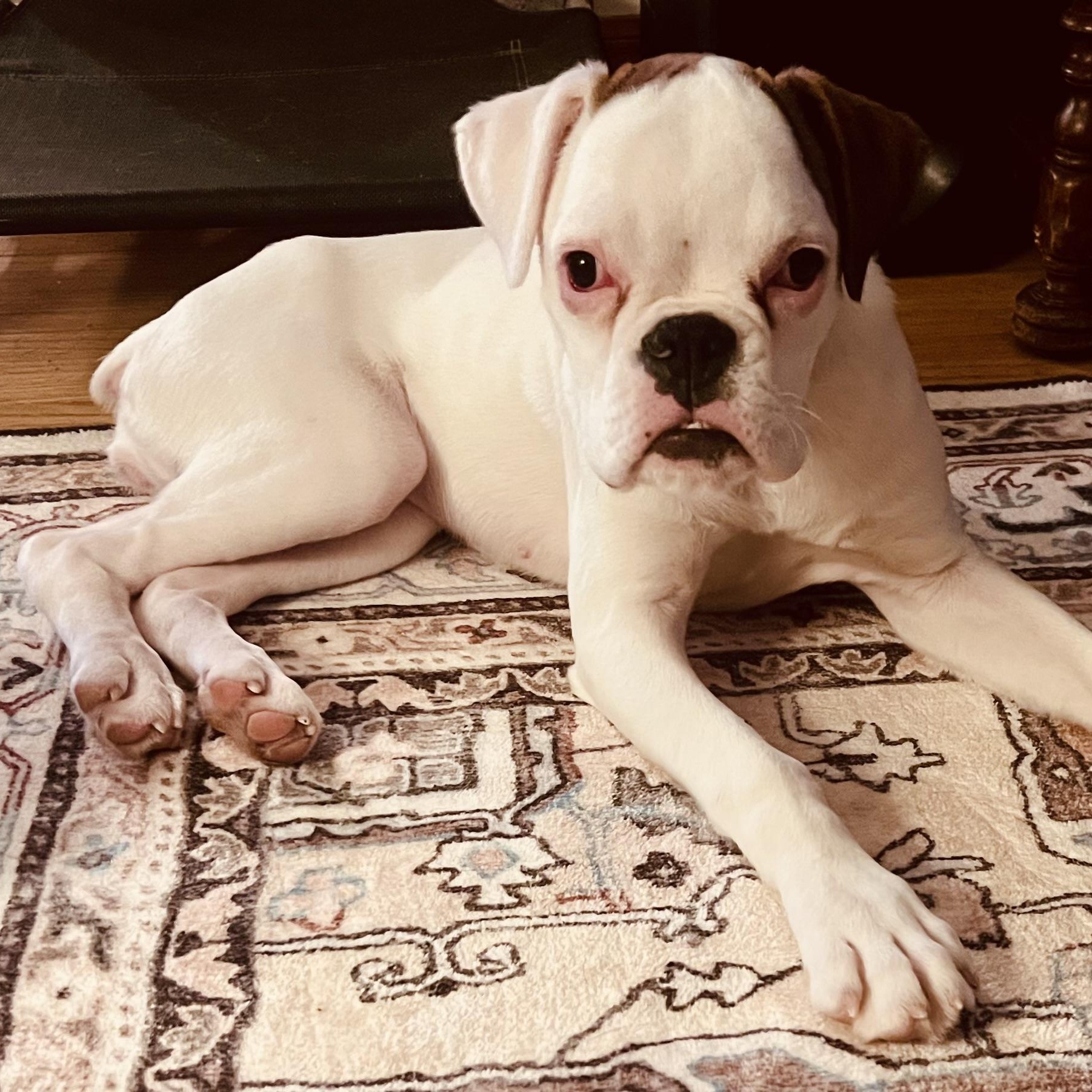 Enlarge Sweet Pea, a ADOPTABLE Boxer in Buffalo, NY image 1/6