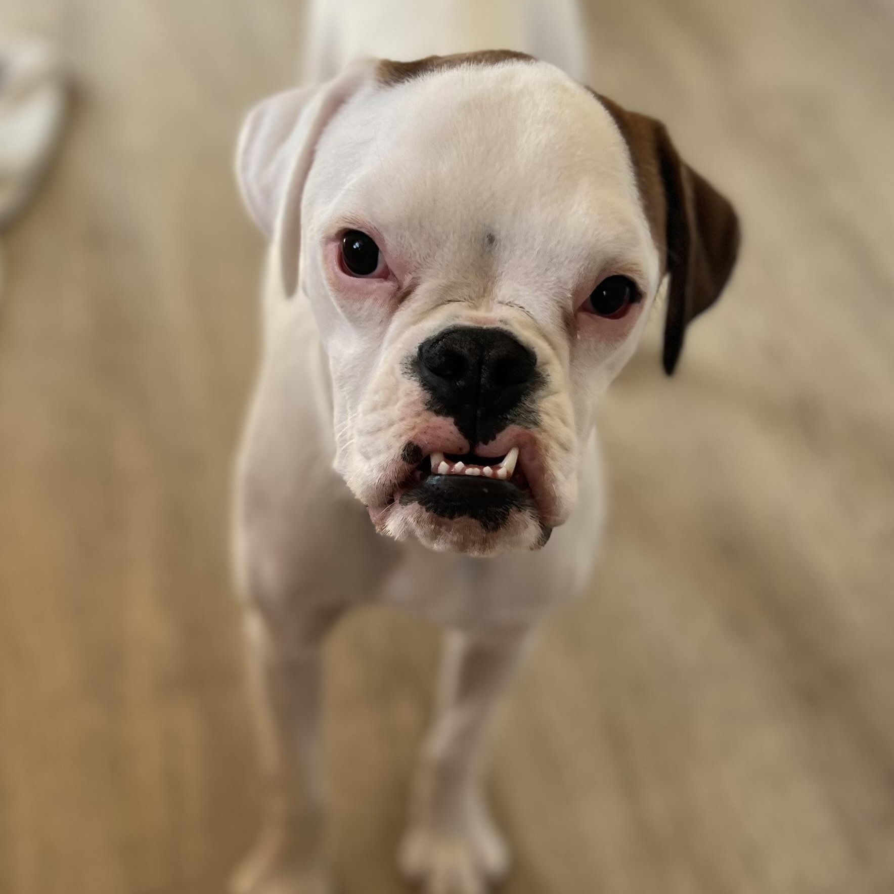 Sweet Pea, ADOPTABLE, Puppy Female Boxer.