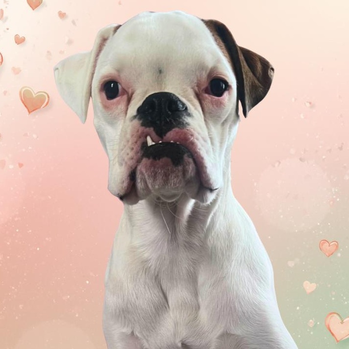 Sweet Pea, ADOPTABLE, Puppy Female Boxer.