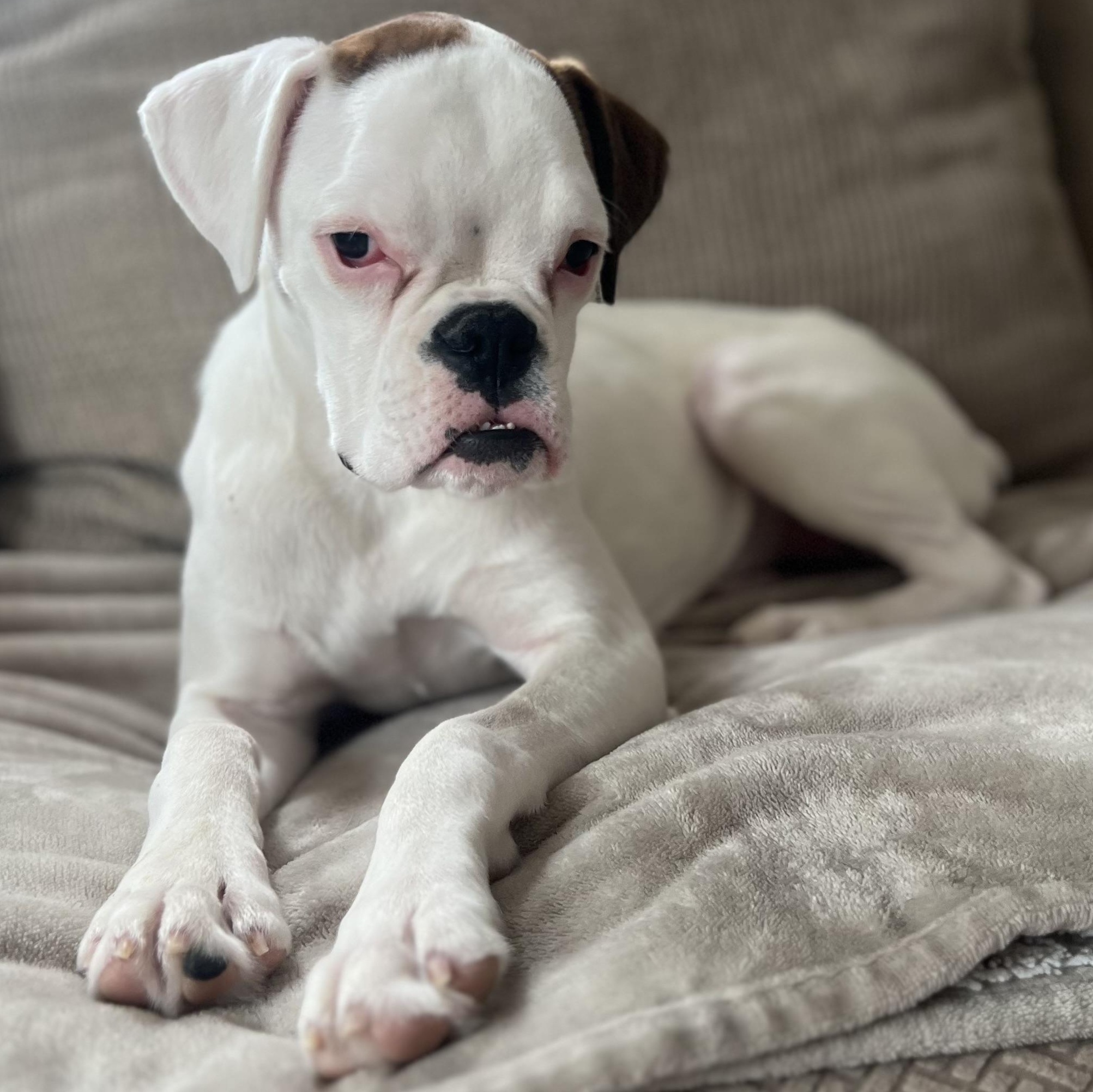 Sweet Pea, ADOPTABLE, Puppy Female Boxer.