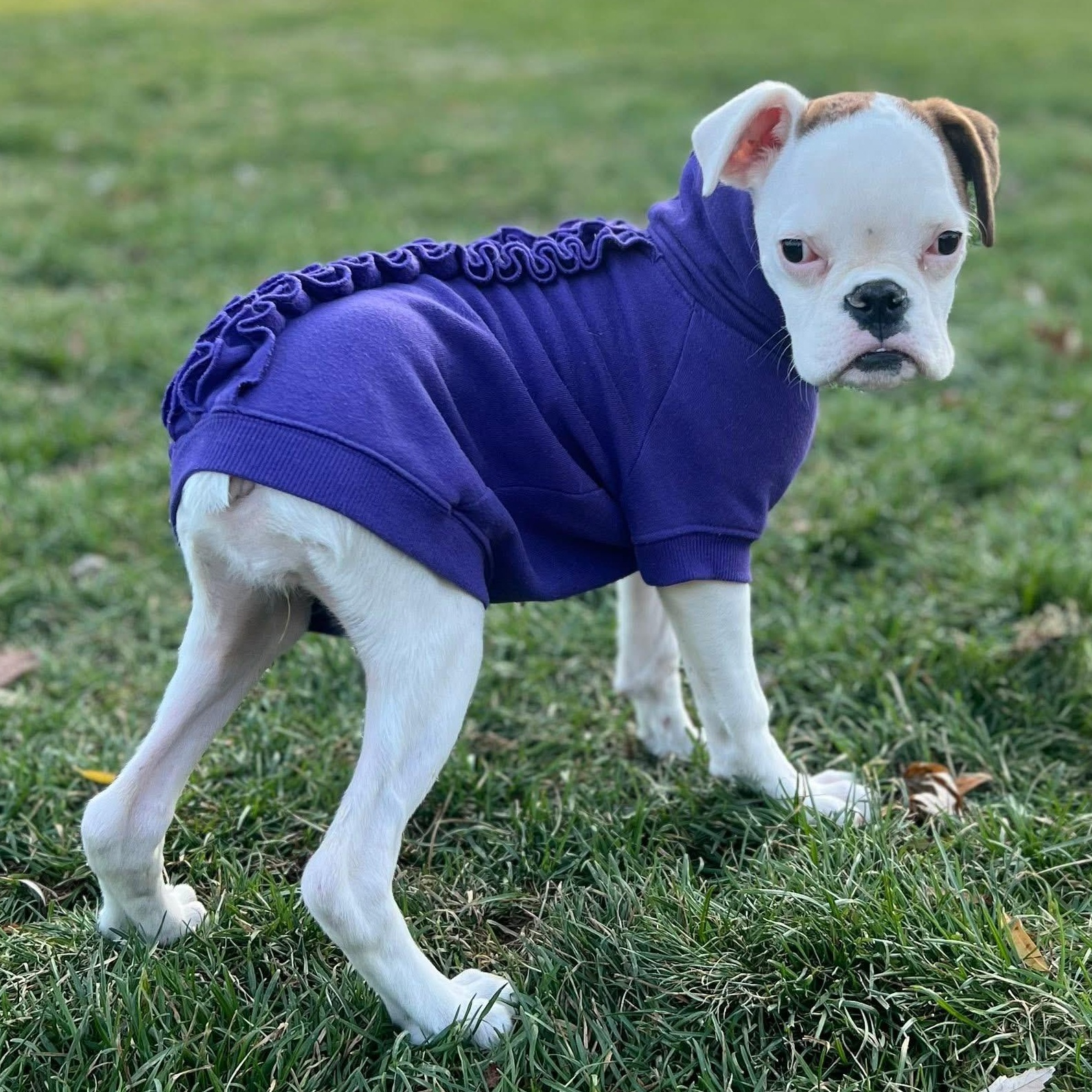 Enlarge Sweet Pea, a ADOPTABLE Boxer in Buffalo, NY image 2/6