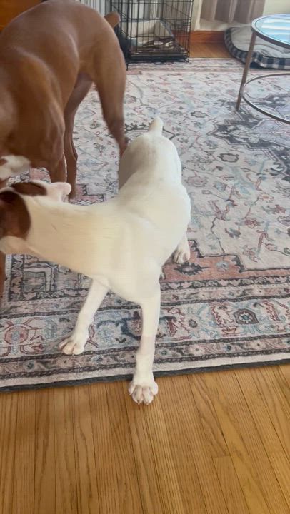 Enlarge Sweet Pea, a ADOPTABLE Boxer in Buffalo, NY video 5/6