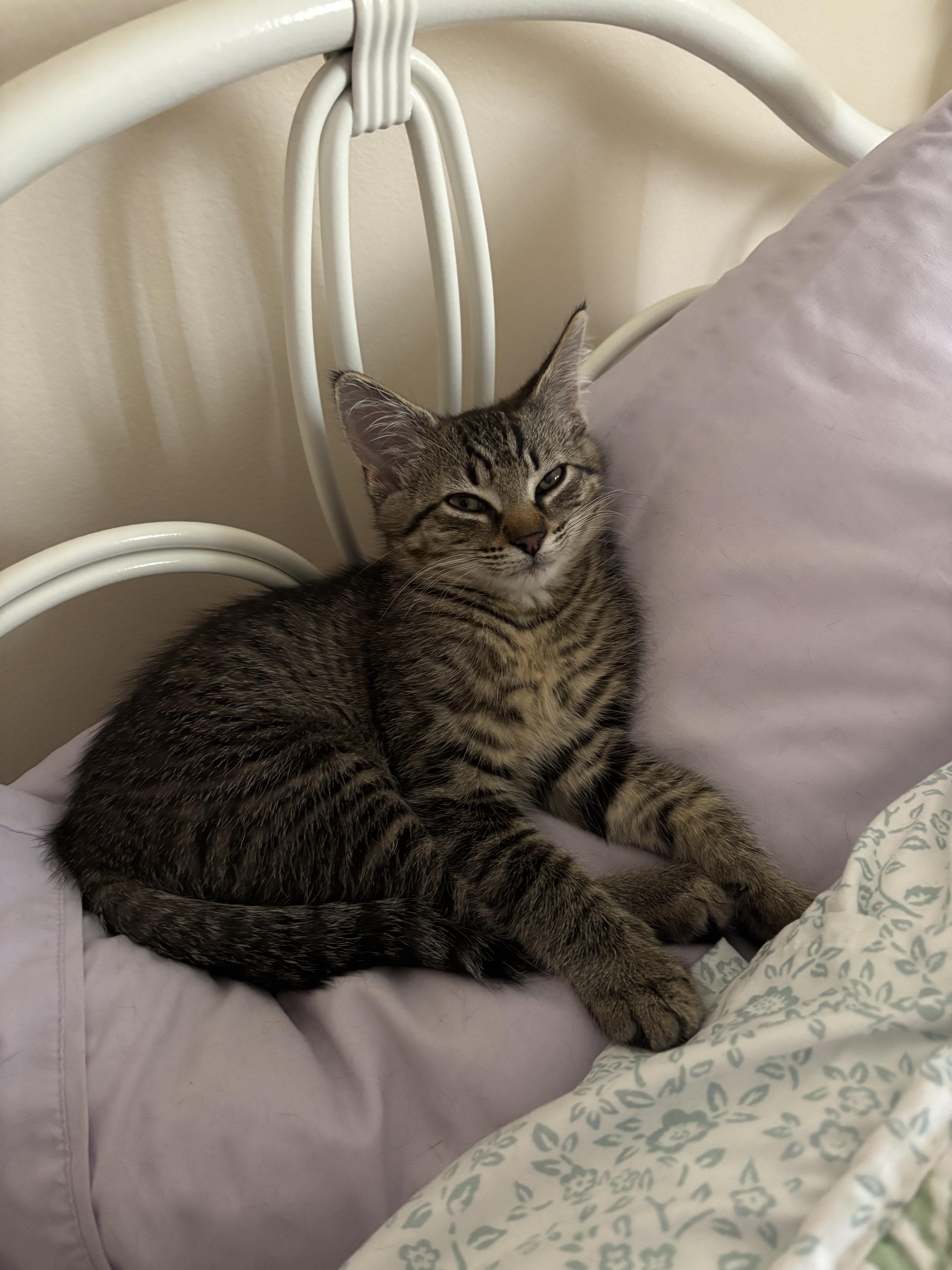 Harry, a ADOPTABLE Domestic Short Hair in Blue Bell, PA image 5/6