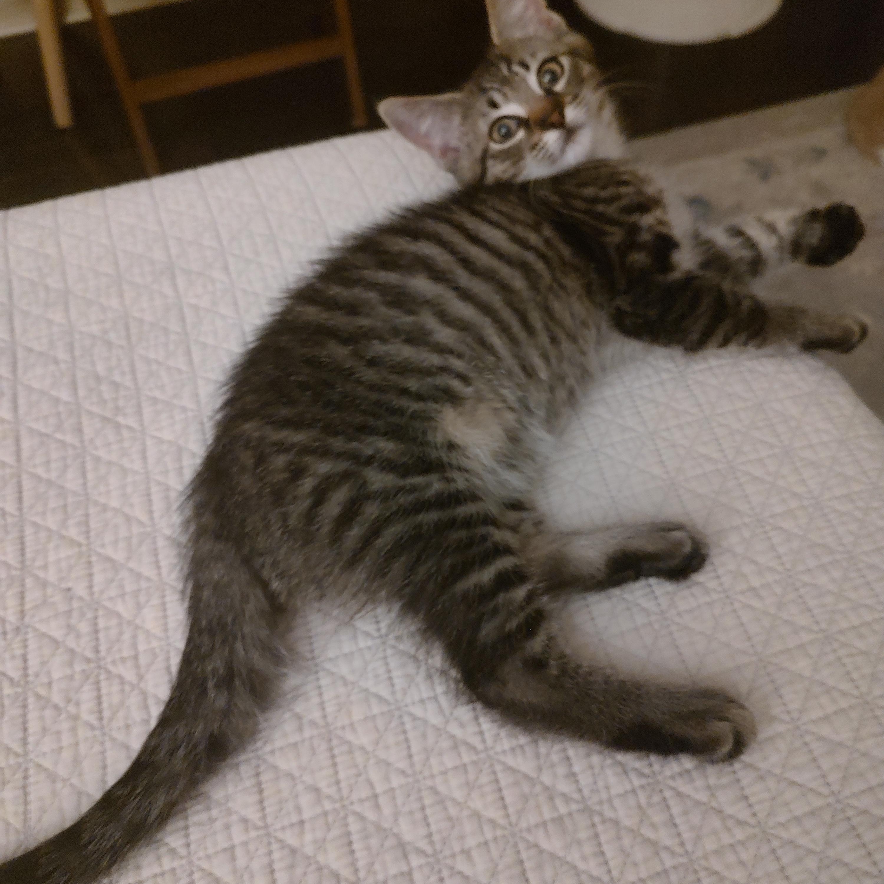 Harry, a ADOPTABLE Domestic Short Hair in Blue Bell, PA image 6/6