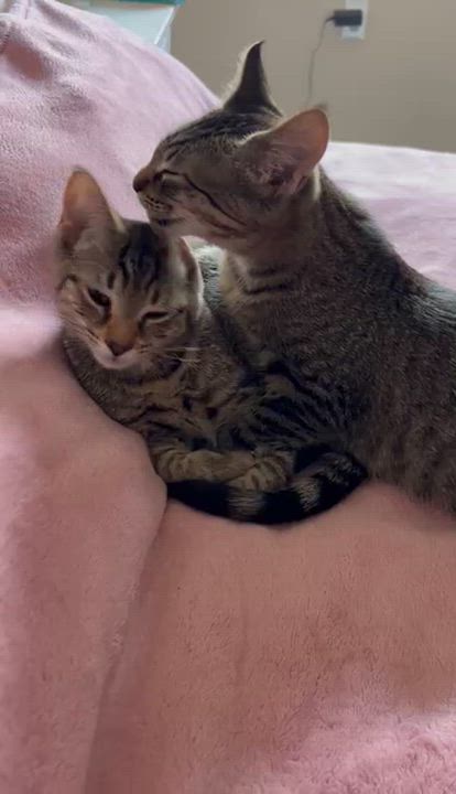 Enlarge Harry, a ADOPTABLE Domestic Short Hair in Blue Bell, PA video 2/6