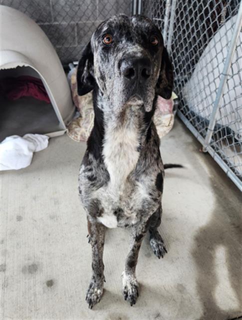 Enlarge KERNEL - IN FOSTER, a Adoptable Great Dane in Redlands, CA image 1/1